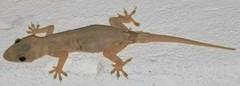 Hemidactylus