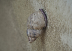 Porphyrobaphe iostoma