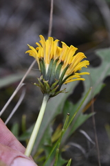 Taraxacum longicorne