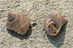 Calliostomatidae