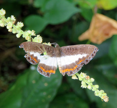 Nymphidium azanoides