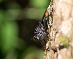Andrenosoma