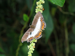 Nymphidium azanoides