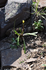 Taraxacum macilentum