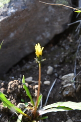 Taraxacum macilentum