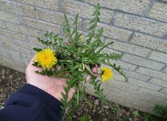 Taraxacum piceatum