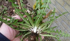 Taraxacum piceatum