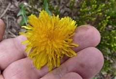 Taraxacum piceatum