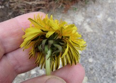 Taraxacum piceatum