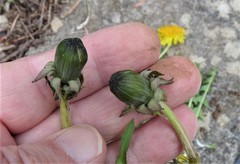 Taraxacum piceatum