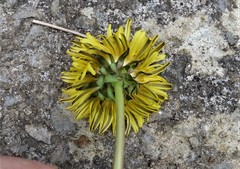 Taraxacum piceatum
