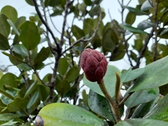 Magnolia pallescens