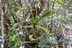 Tridactyle bicaudata bicaudata