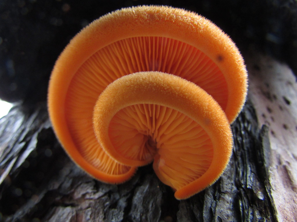 Phyllotopsidineae
