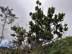 Magnolia pallescens