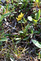 Taraxacum nivale