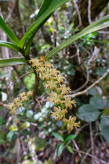 Tridactyle bicaudata bicaudata