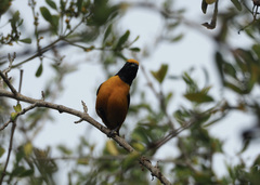 Euphonia saturata