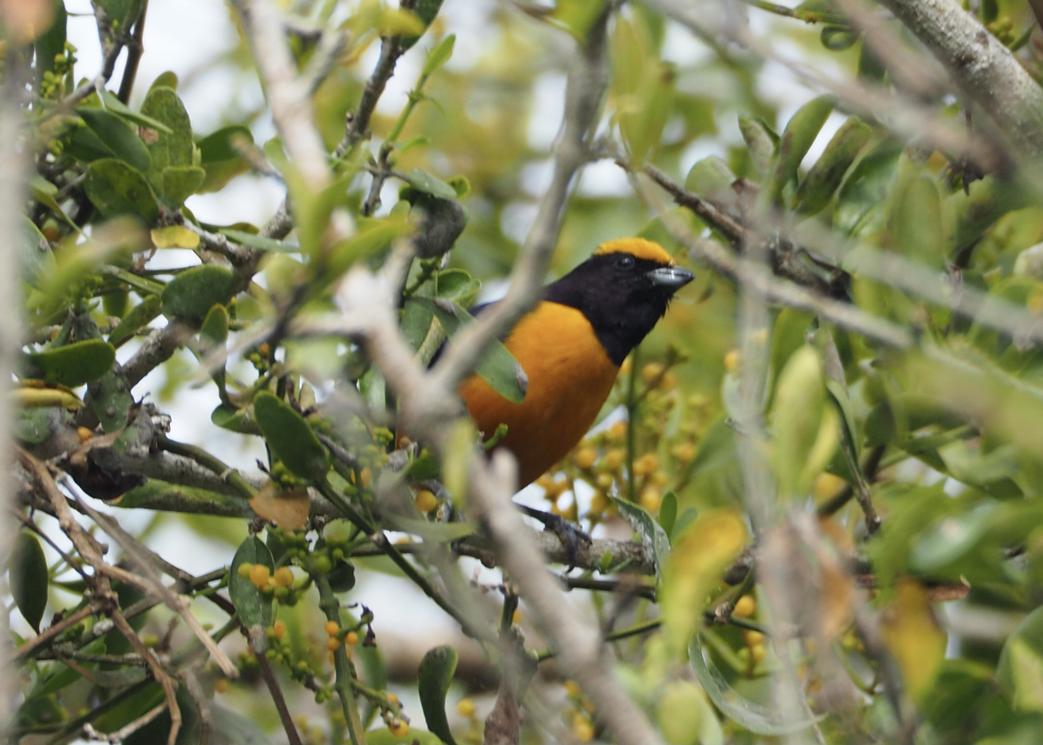 Orange-crowned Euphonia (Euphonia saturata), photo 6