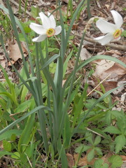 Narcissus poeticus
