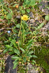 Taraxacum nivale