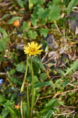 Taraxacum nivale