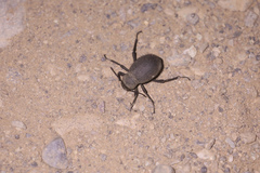 Trachyderma philistina