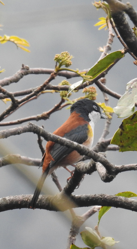 Black-headed Shrike-babbler (Pteruthius rufiventer)