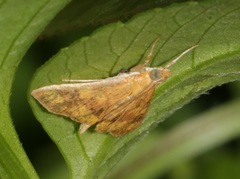 Pyrausta phoenicealis