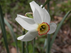 Narcissus poeticus