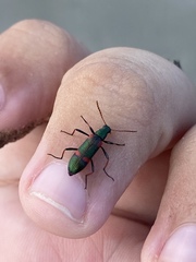 Strongylium humerale