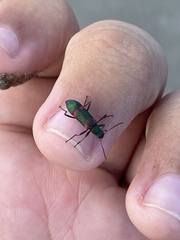 Strongylium humerale