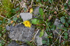 Taraxacum nivale