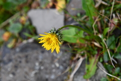 Taraxacum nivale