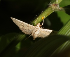 Lamprosema tampiusalis