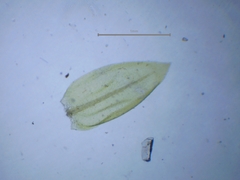 Scleropodium cespitans