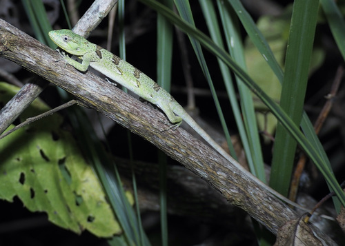 Werner's Bush Anole, Polychrus femoralis
