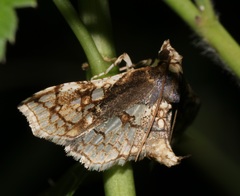 Omphisa anastomosalis