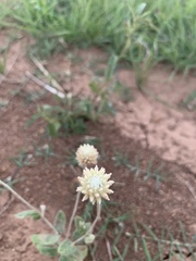Pfaffia gnaphalioides