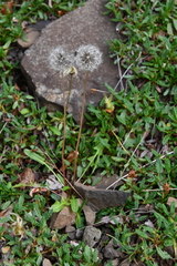 Taraxacum sibiricum