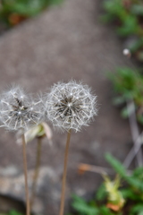 Taraxacum sibiricum