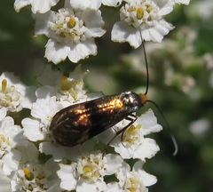 Nemophora fasciella