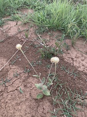 Pfaffia gnaphalioides