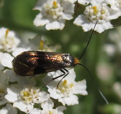 Nemophora fasciella