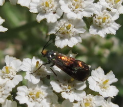 Nemophora fasciella