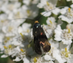 Nemophora fasciella