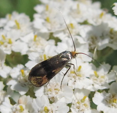 Nemophora fasciella