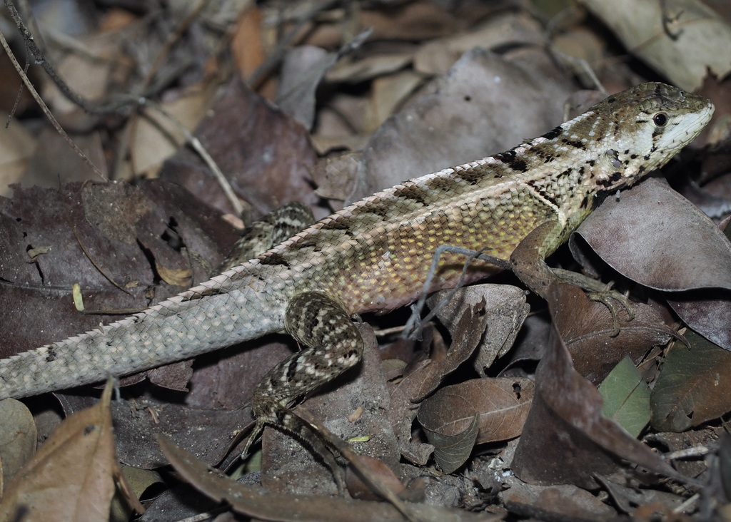West Ecuadorian Whorl-Tailed Iguana
