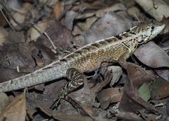 West Ecuadorian Whorl-Tailed Iguana photo 1