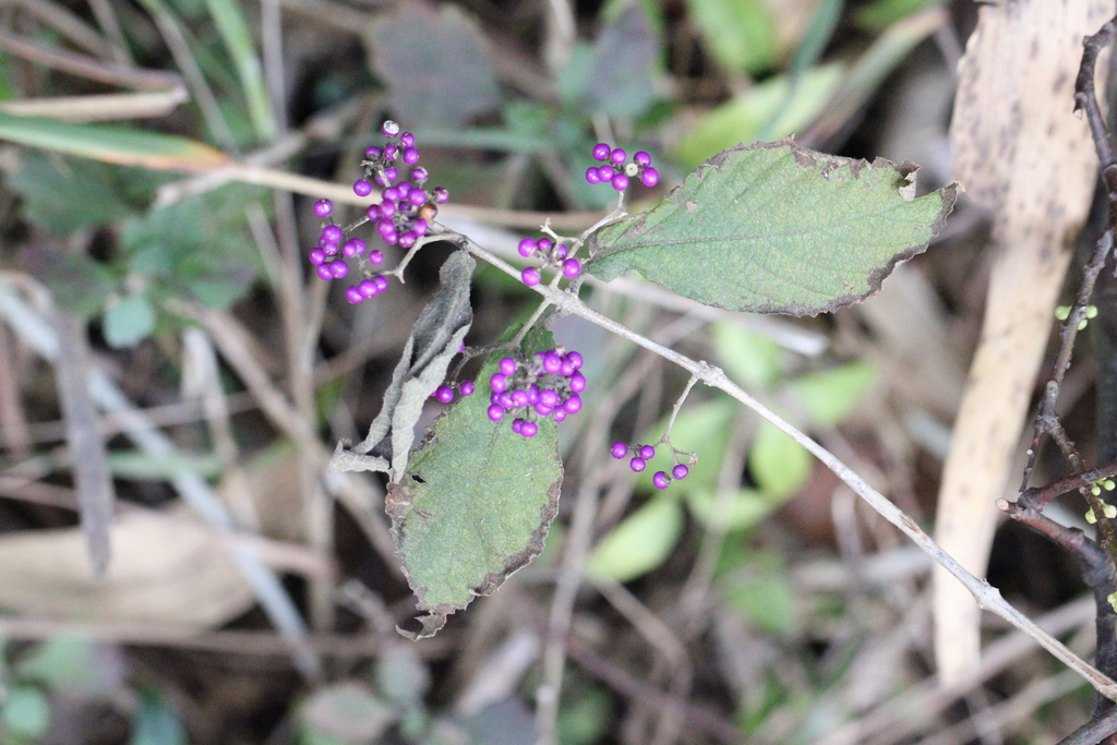 Callicarpa cathayana; photograph author not stated, no rights reserved